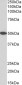 Goat Anti-GPR39 Antibody (internal region)